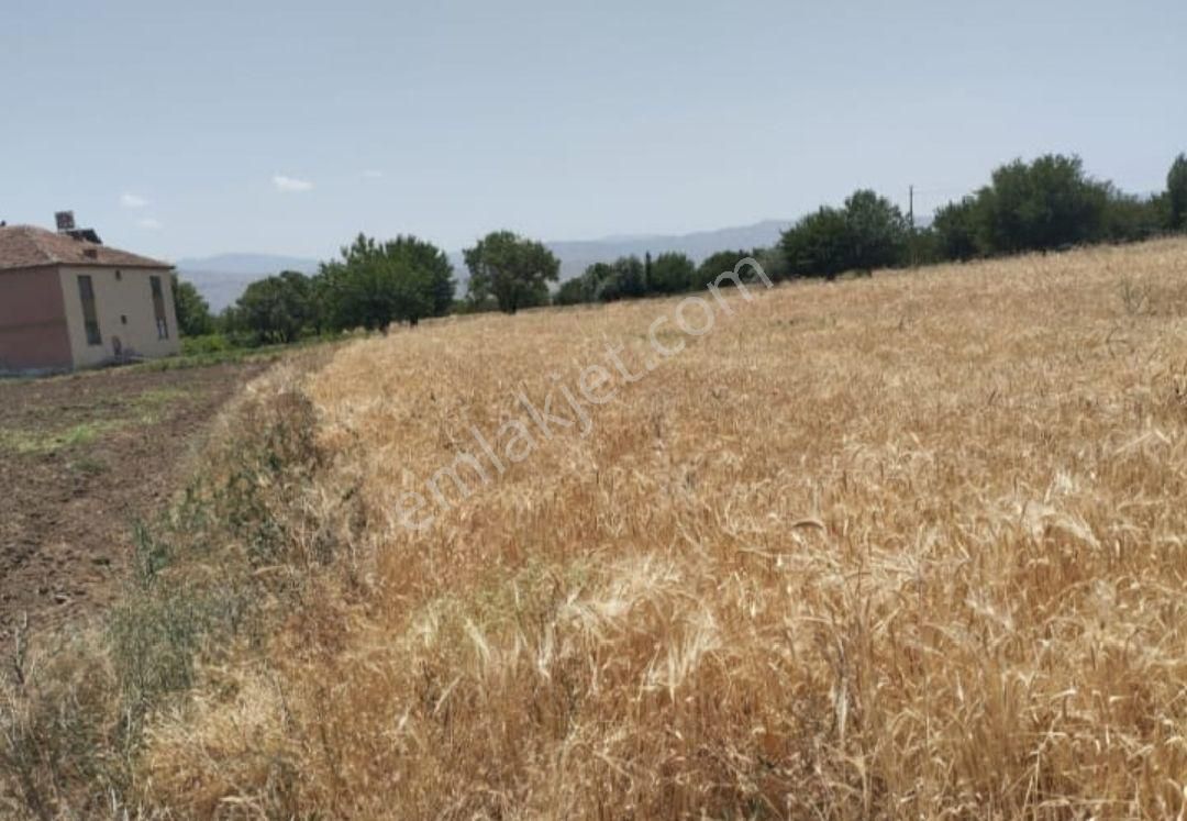 Elazığ Merkez Akçakiraz Bld. (Zafer) Satılık Tarla Akçakirazda (altınçevre) Satılık Tarla 