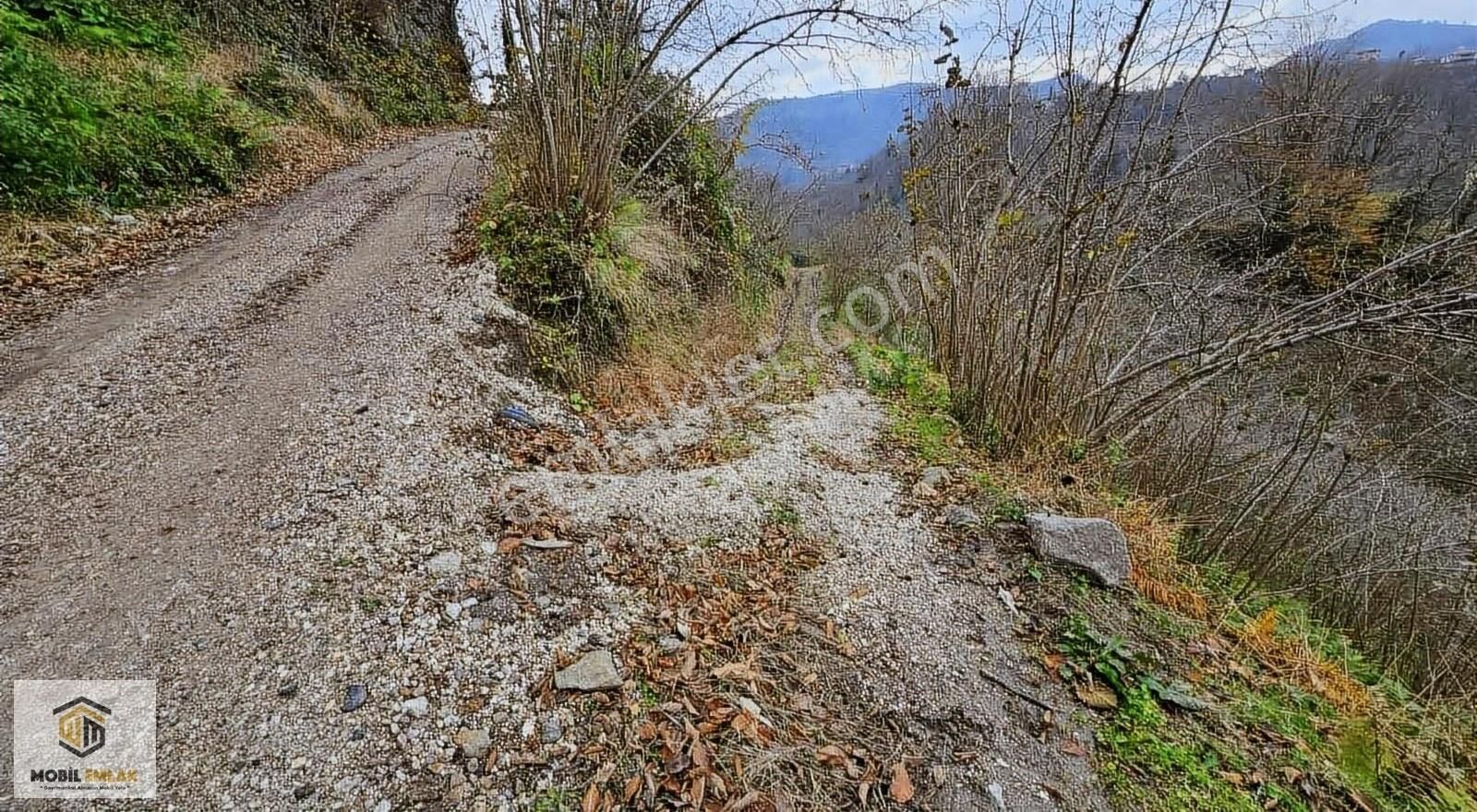 Satılık 30 Dönüm Fındık Bahçesi Ordu Perşembe - Görsel 23