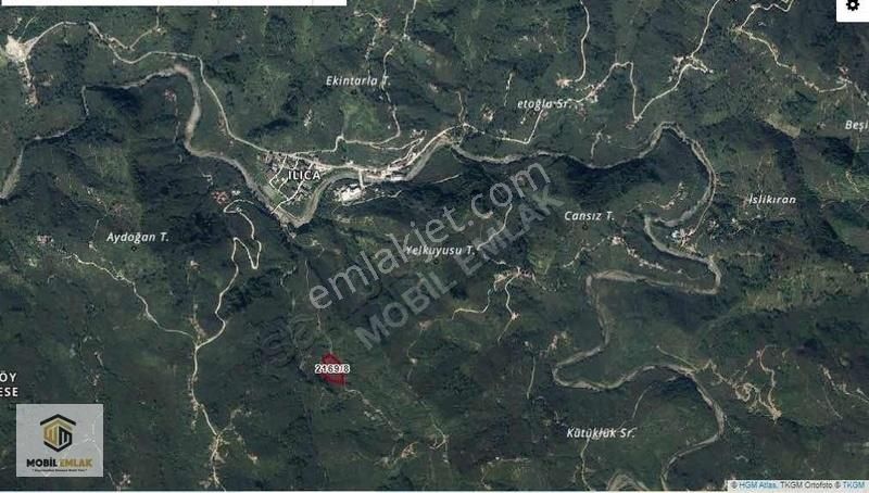 Satılık 30 Dönüm Fındık Bahçesi Ordu Perşembe - Görsel 16