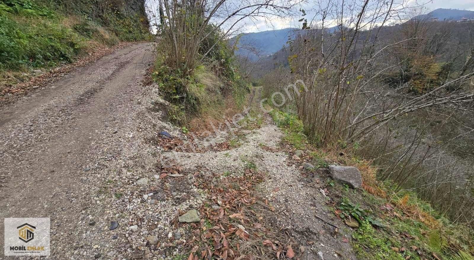 Satılık 30 Dönüm Fındık Bahçesi Ordu Perşembe - Görsel 7