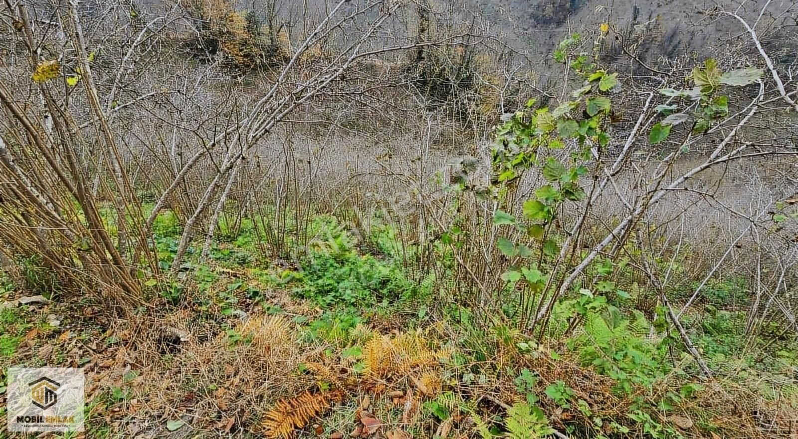 Satılık 30 Dönüm Fındık Bahçesi Ordu Perşembe - Görsel 24