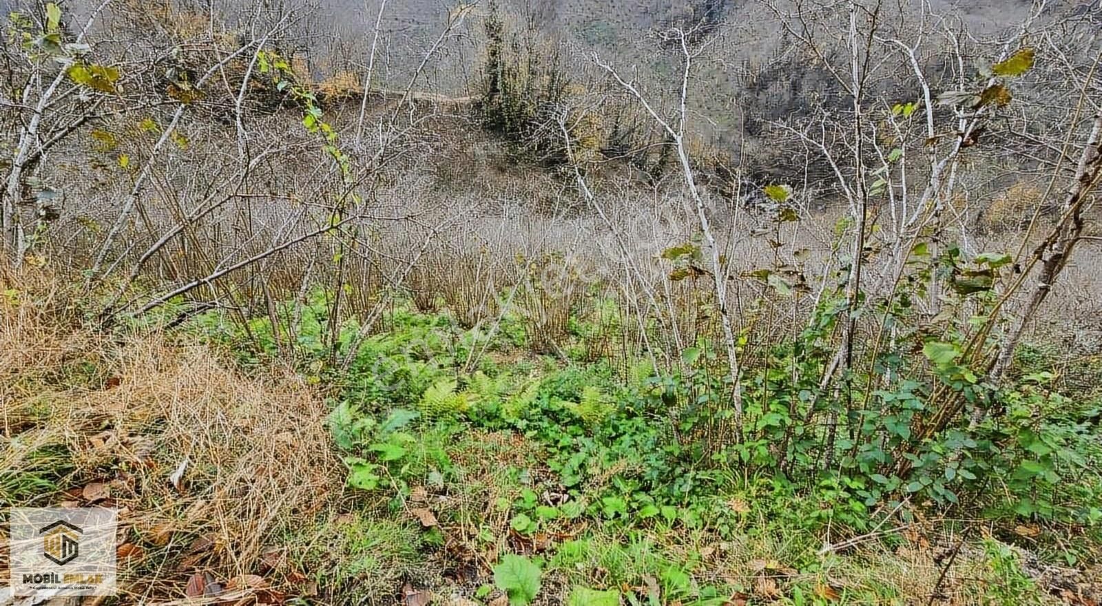 Satılık 30 Dönüm Fındık Bahçesi Ordu Perşembe - Görsel 8
