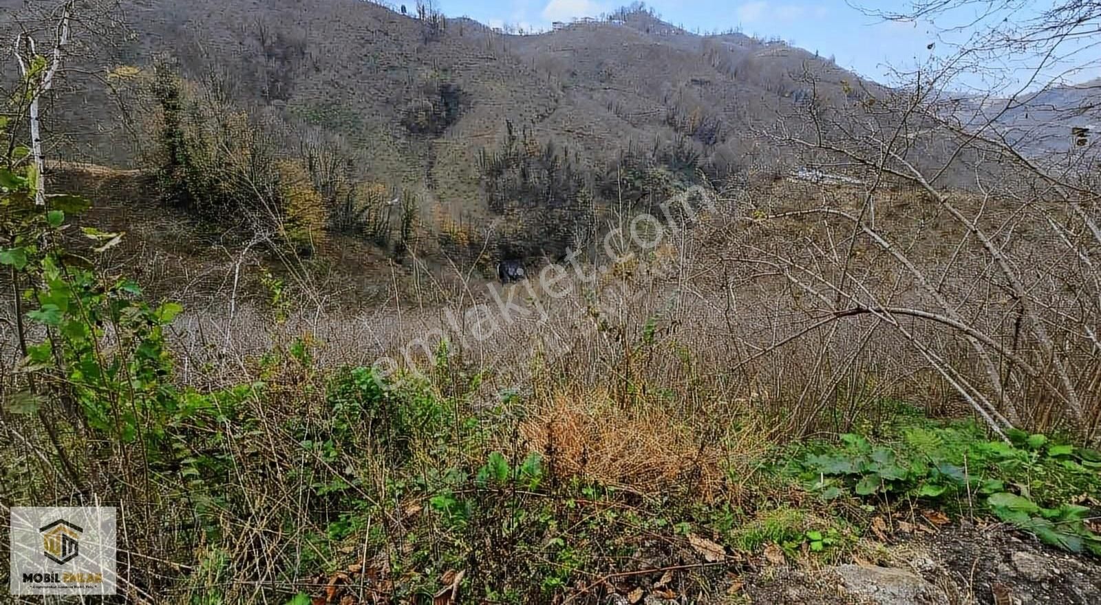 Satılık 30 Dönüm Fındık Bahçesi Ordu Perşembe - Görsel 26