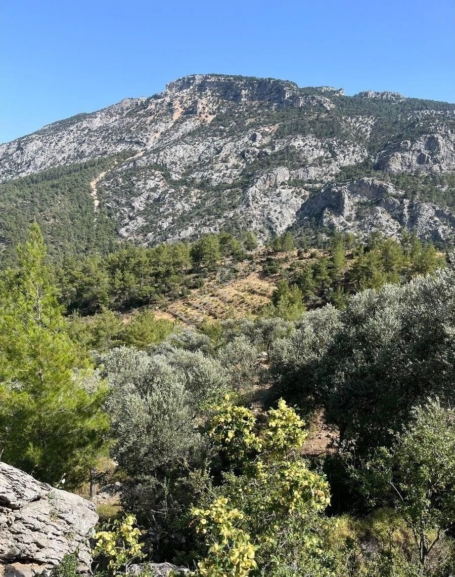 Silifke Karakaya Satılık Bağ & Bahçe Türe Gayrimenkulden Silifke Karakayada Satılık Zeytin Bahçesi