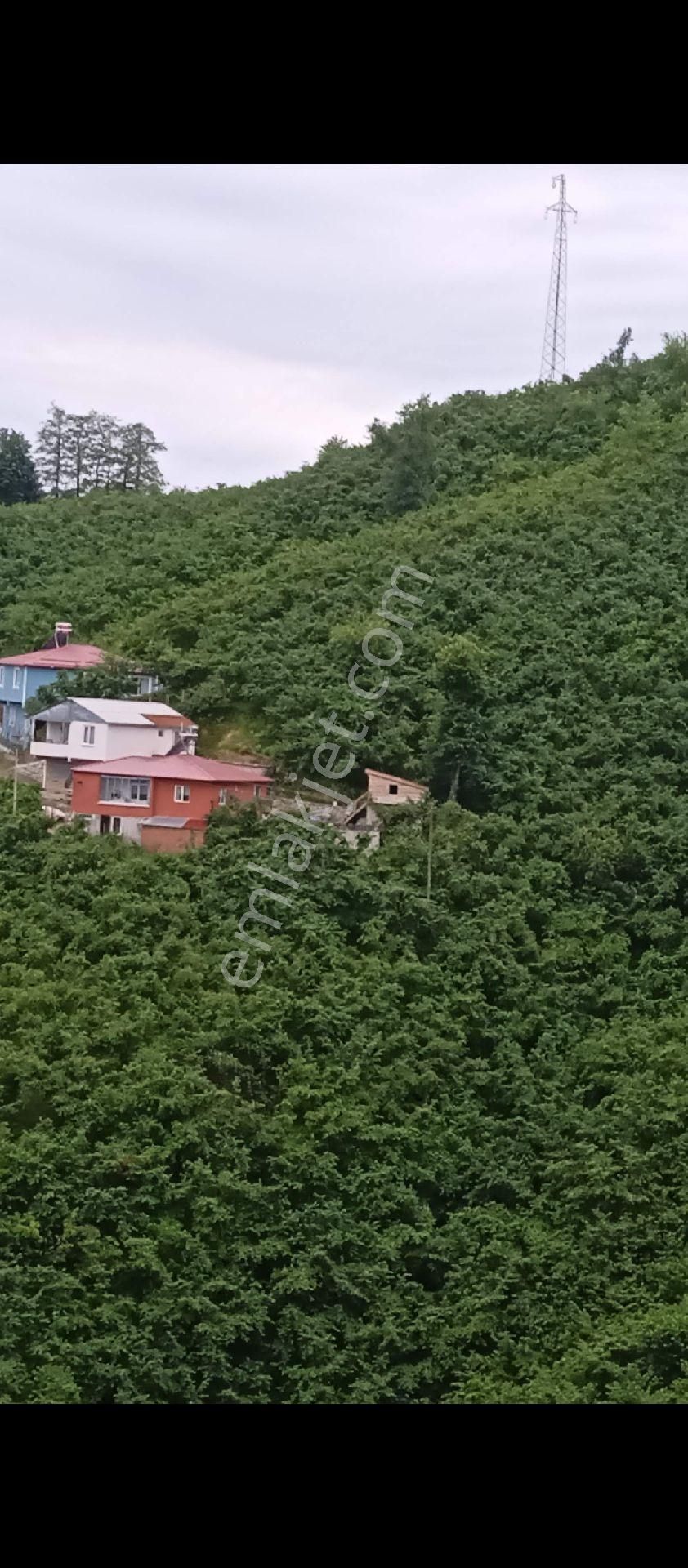 Perşembe Ekinciler Mahallesinde 2817m2 Fındık Bahçesi Satılık