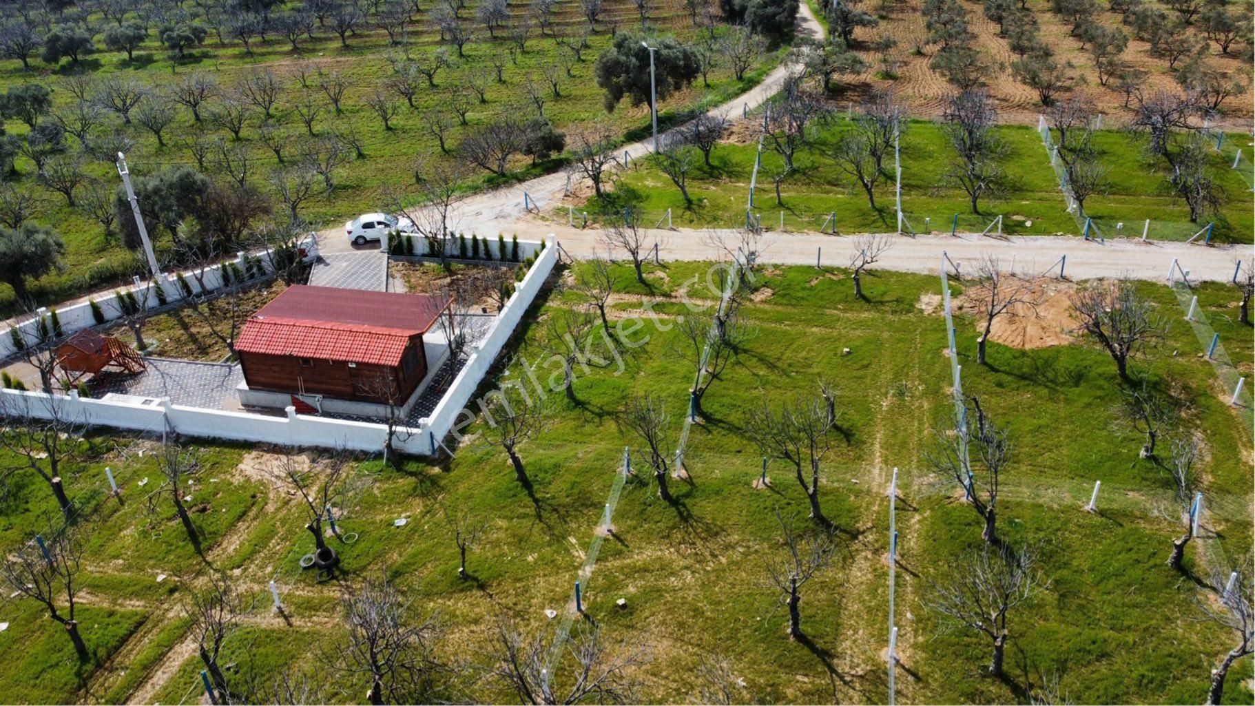 İzmir Torbalı Satılık Zeytinlik Torbalı Dağkızılcada Satılık Zeytinlik