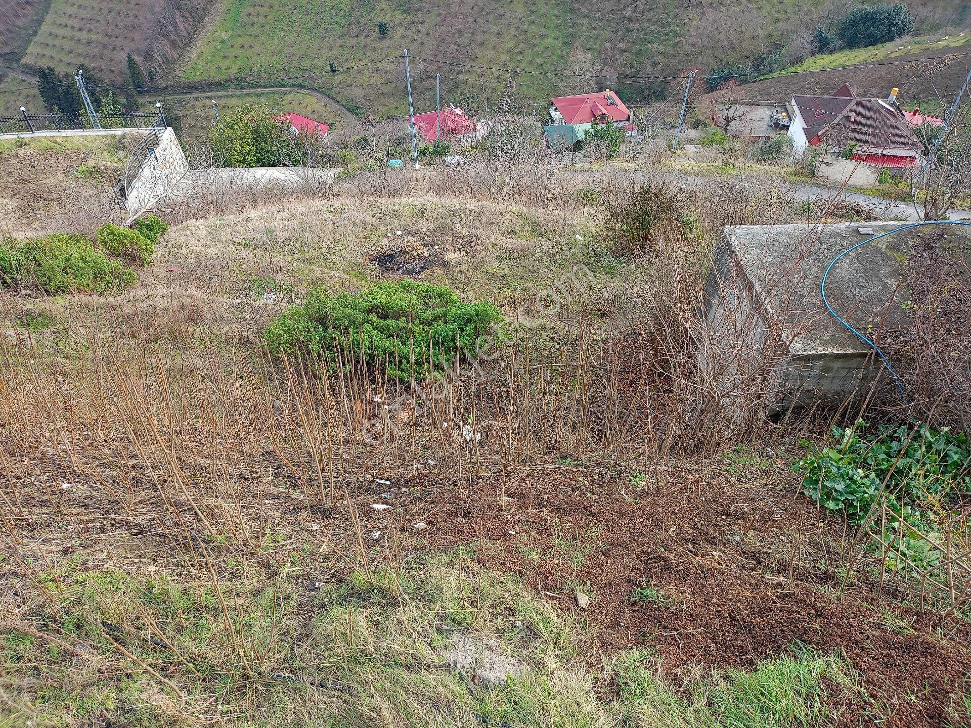 Akçaabat Darıca' Da Full Deniz Ve Trabzon Manzaralı Satılık 1044 M2 Villalık Arazi - Görsel 5