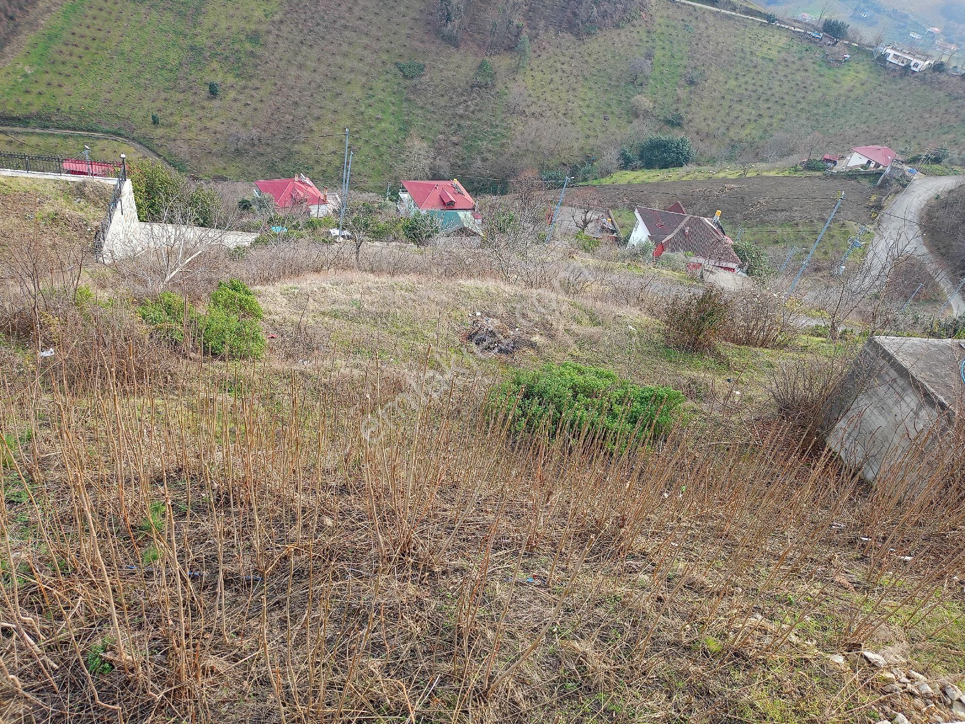 Akçaabat Darıca Satılık Arazi Akçaabat Darıca' Da Full Deniz Ve Trabzon Manzaralı Satılık 1044 M2 Villalık Arazi