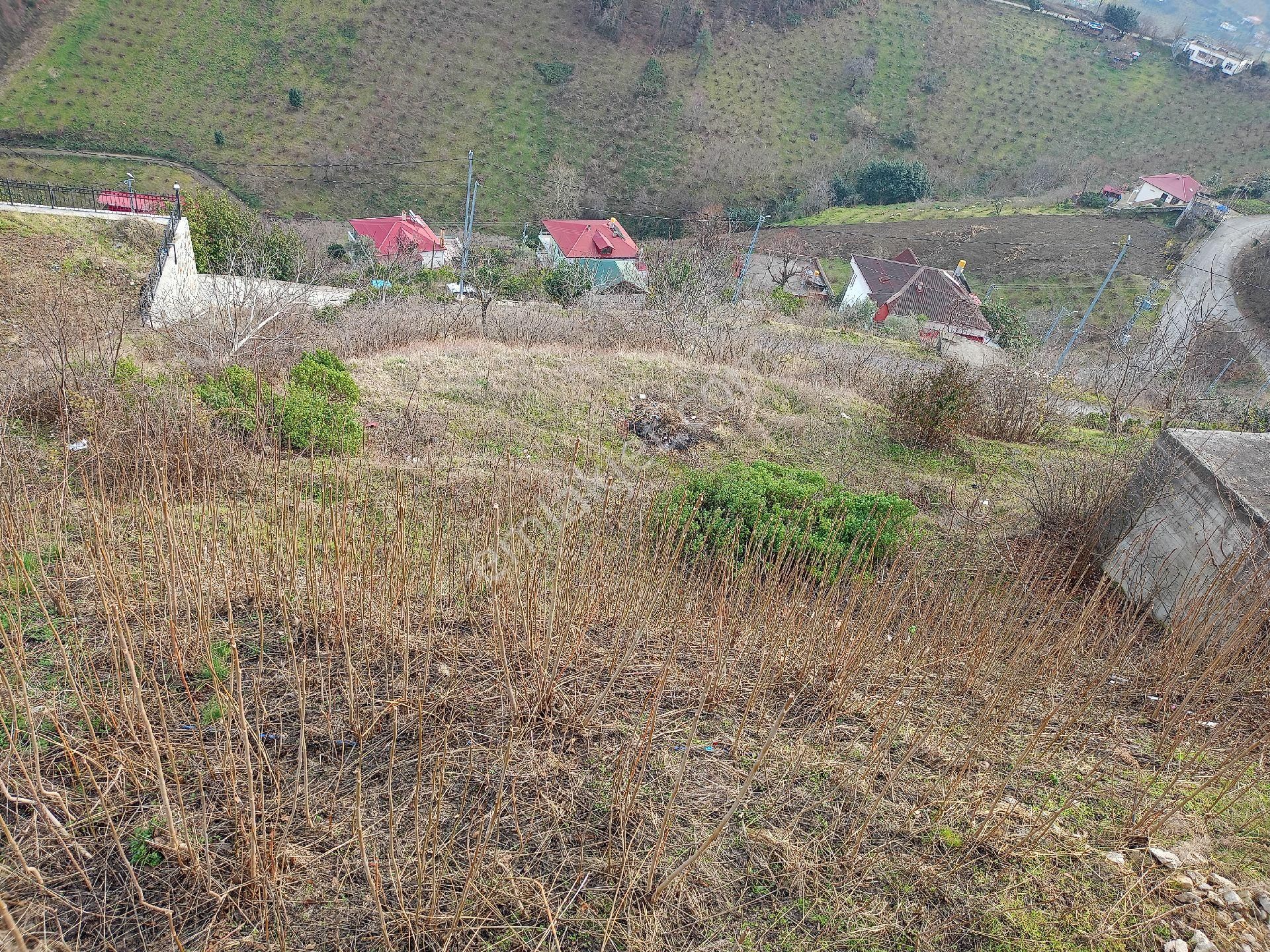 Akçaabat Darıca' Da Full Deniz Ve Trabzon Manzaralı Satılık 1044 M2 Villalık Arazi - Görsel 3