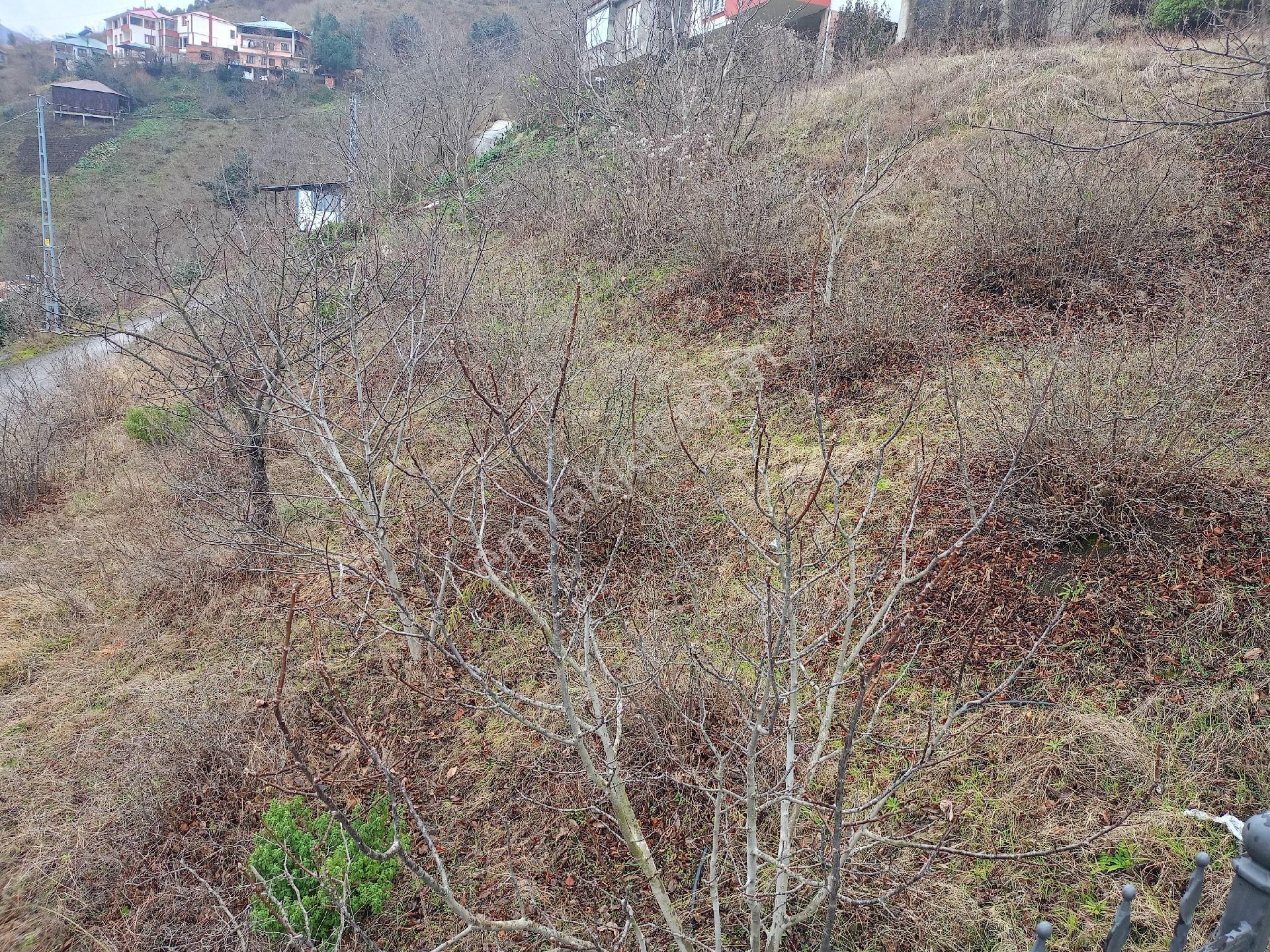 Akçaabat Darıca' Da Full Deniz Ve Trabzon Manzaralı Satılık 1044 M2 Villalık Arazi - Görsel 16