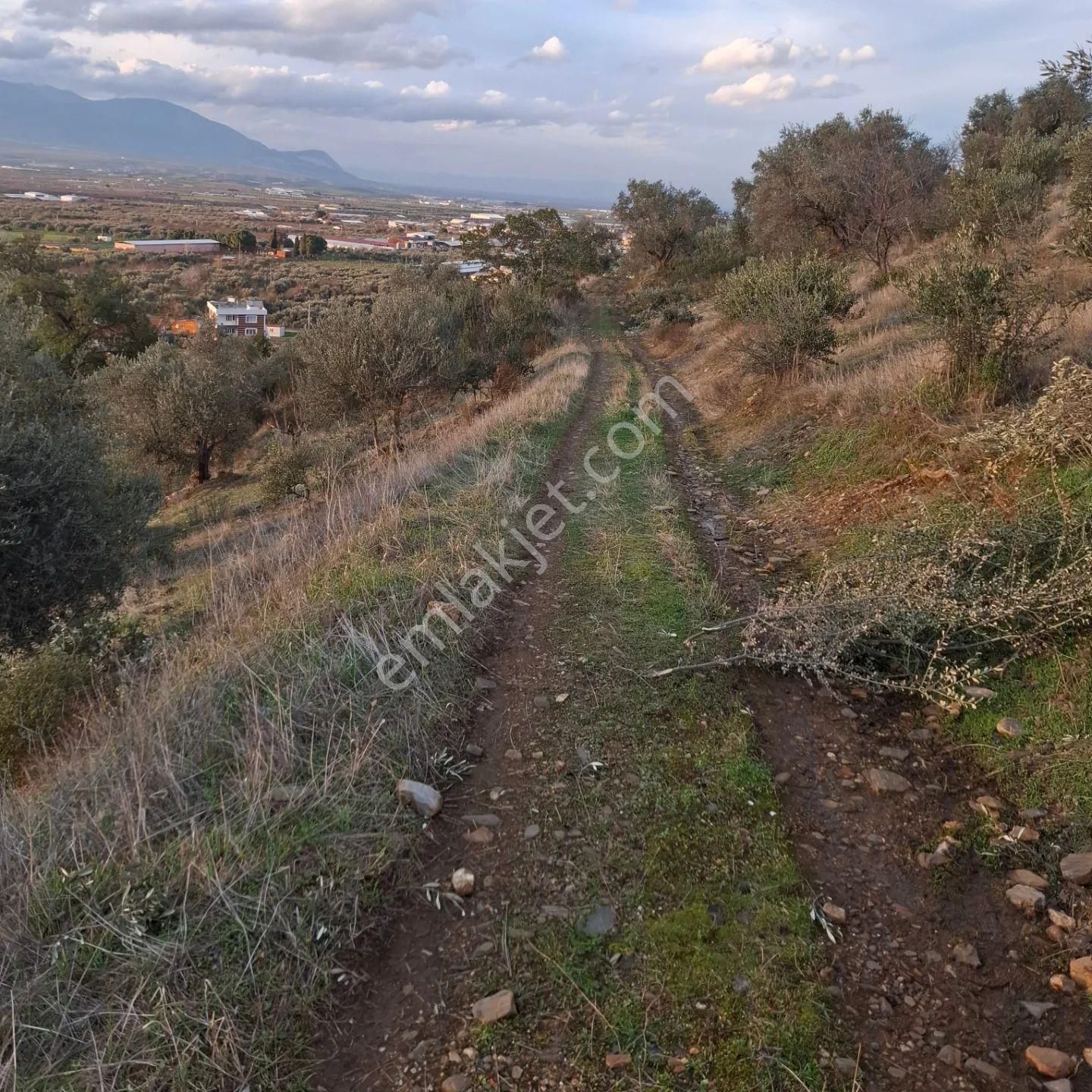 Kemalpaşa Yeşilköy Satılık Zeytinlik İzmir Kemalpaşa Yeşilyurt Köyünde Satlık Harika Zeytinlik