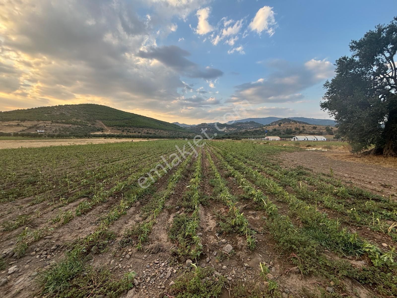 Bergama Sağancı Satılık Tarla Bergama Sağancı Mahallesinde Satılık Tarla