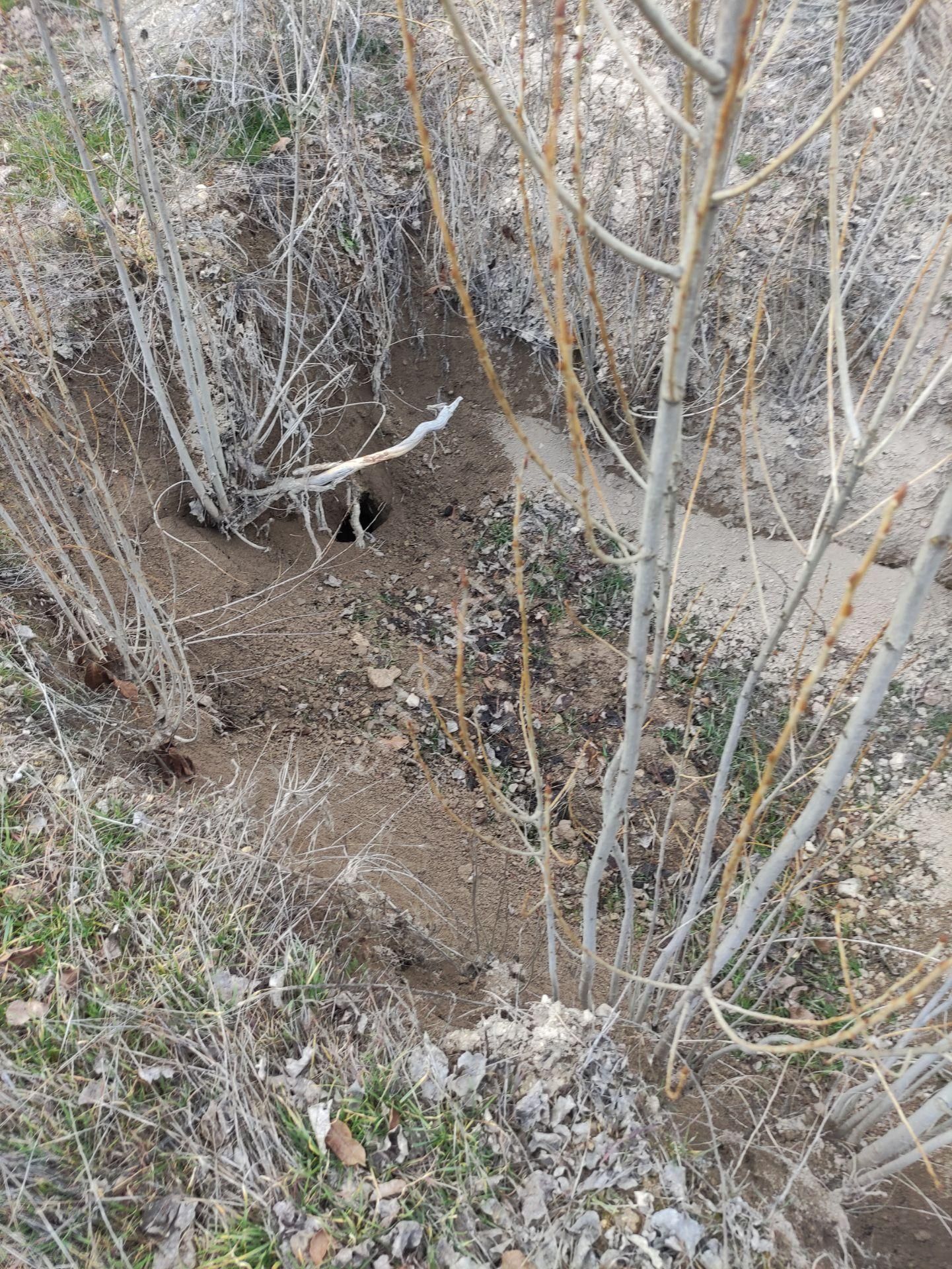 Özpınar,dan Çavuş Köyü Satılık 14 395 M2 Yol Kıyısı 60 M . Ceviz Bahçesi - Görsel 10