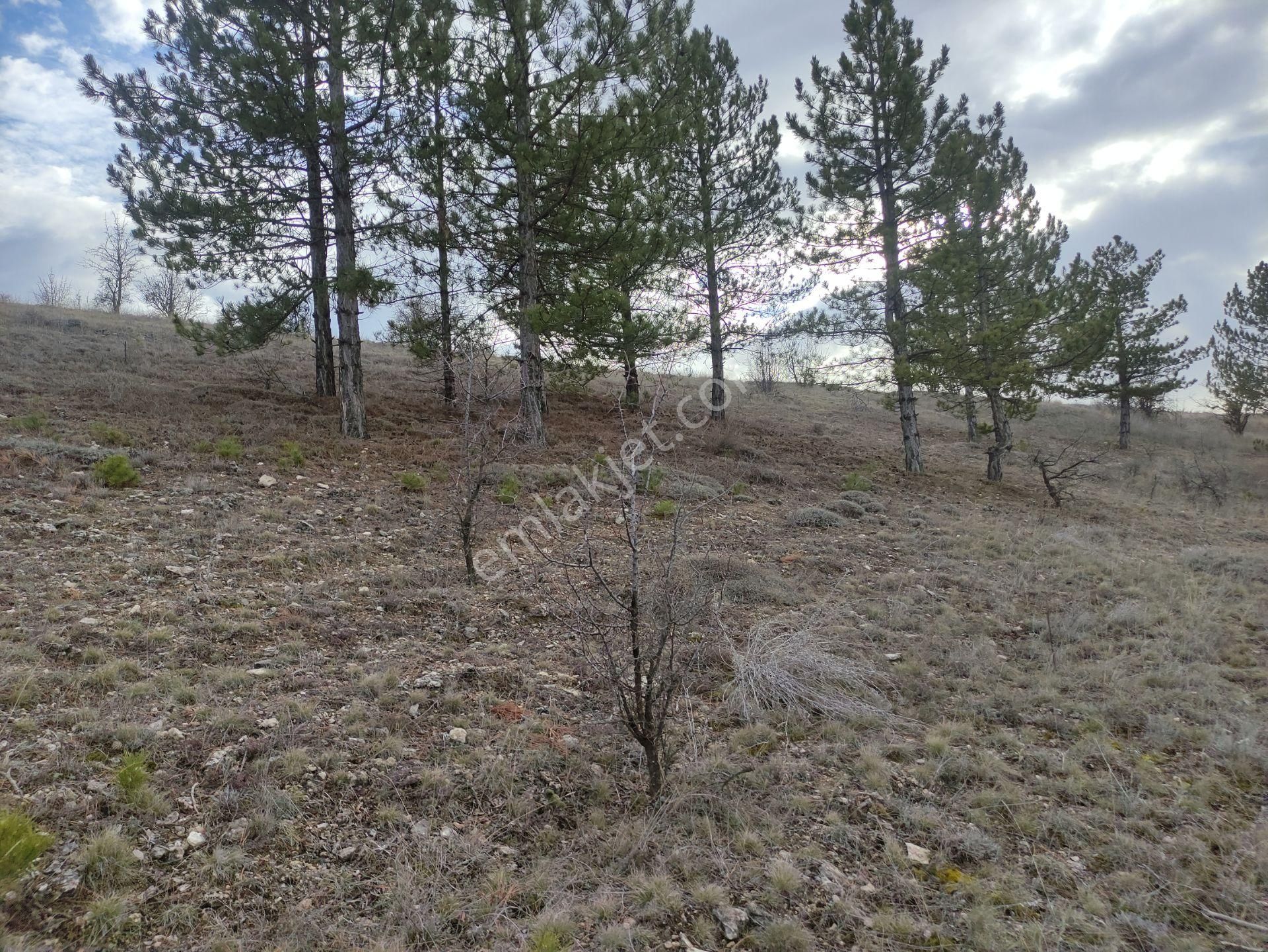Özpınar,dan Çavuş Köyü Satılık 14 395 M2 Yol Kıyısı 60 M . Ceviz Bahçesi - Görsel 14