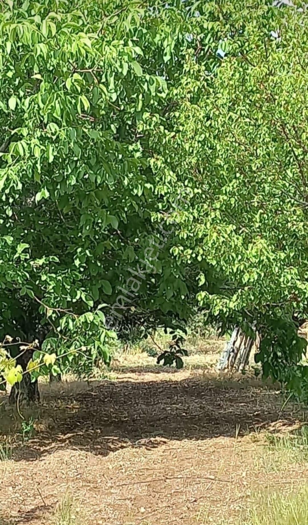 Kahramankazan Ahi Satılık Tarla Sahibinden Satılık Tarla