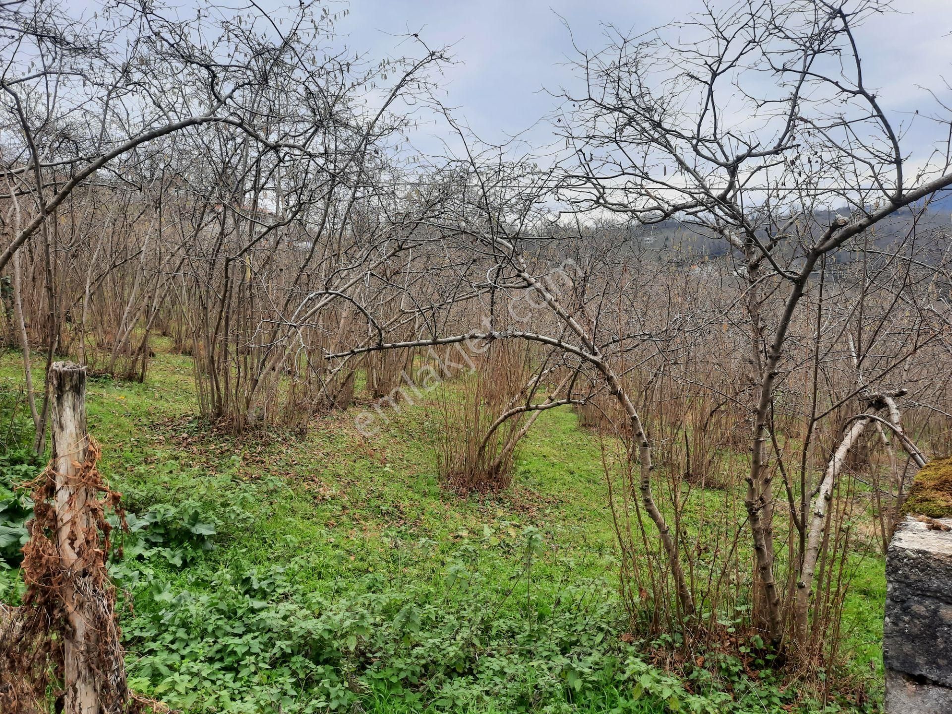 Giresun Merkez Çiçekli Köyü (Camiyanı) Satılık Bağ & Bahçe Merkez Çiçekli Köyü Merkezinde Düz Fındık Bahçesi