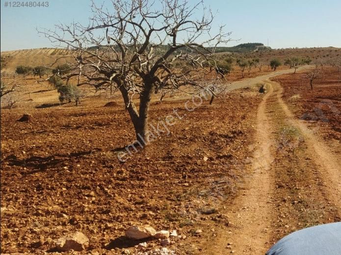 Nizip Yağcılar Satılık Bağ & Bahçe Yağcılar _ Nizip 'de Satılık Fıstıklık Asfalta Yakın Kadastro Yoluna Sıfır