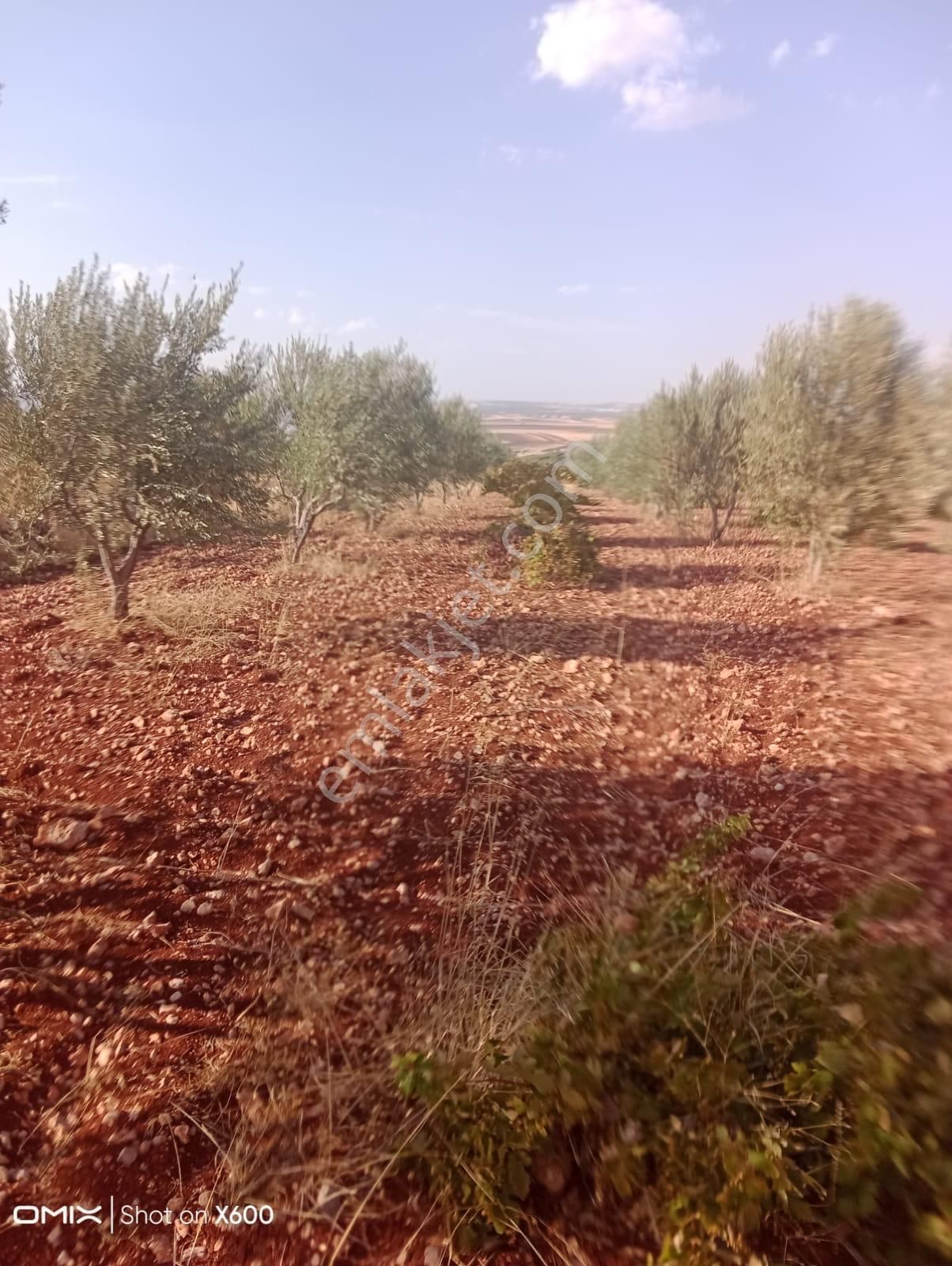 Oğuzeli Gebe Satılık Zeytinlik Oğuzeli-gebe Köyünde Komple Yetişkin Zeytin 3 Taraf Kadastro Yol