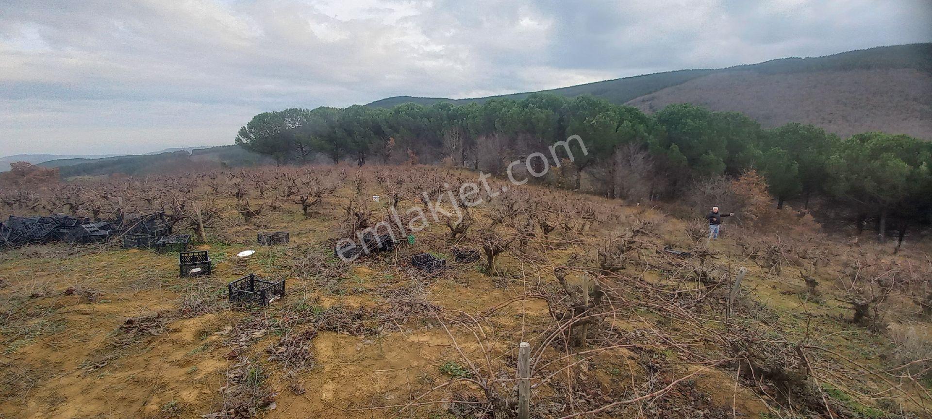 Prestij Emlaktan 3,250 Dönüm Satılık Üzüm Bağı. - Görsel 18