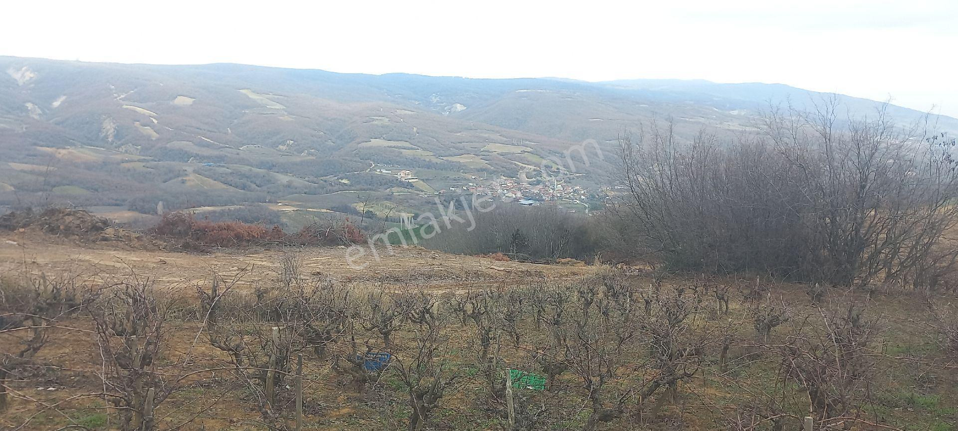 Prestij Emlaktan 3,250 Dönüm Satılık Üzüm Bağı. - Görsel 34