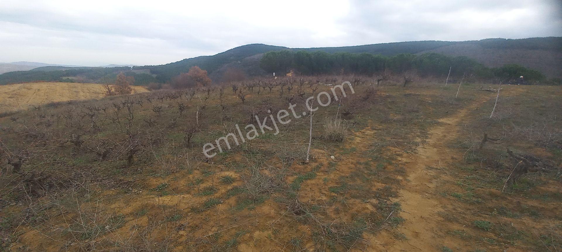 Prestij Emlaktan 3,250 Dönüm Satılık Üzüm Bağı. - Görsel 30