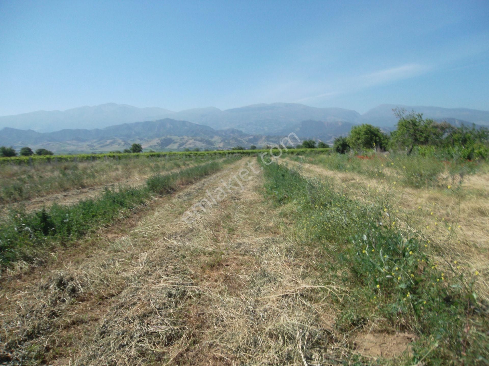 Salihli Durasıllı Satılık Zeytinlik Manisa Salihli Durasıllı Mahallesinde Satılık Zeytin Bahçesi