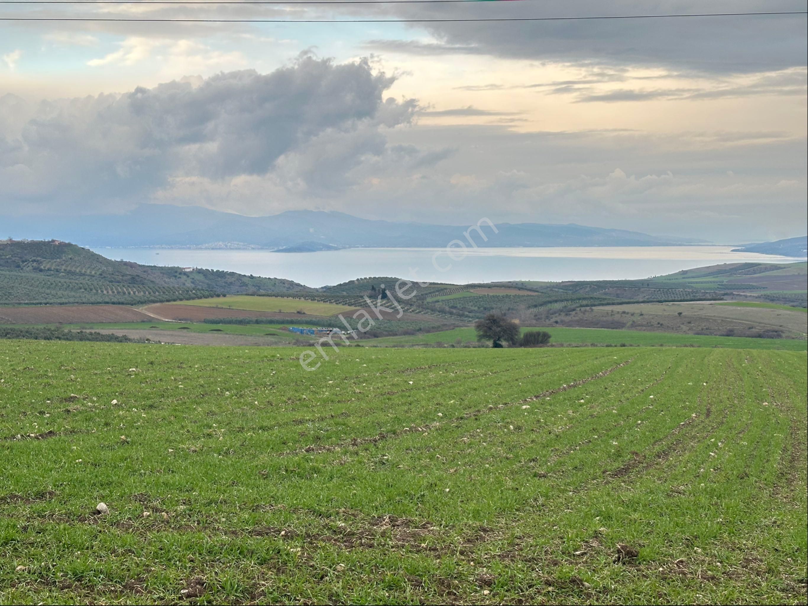 Bandırma Şirinçavuş Satılık Tarla Era Sözden Balıkesir Bandırma Şirinçavuş Mh Satılık Tarla