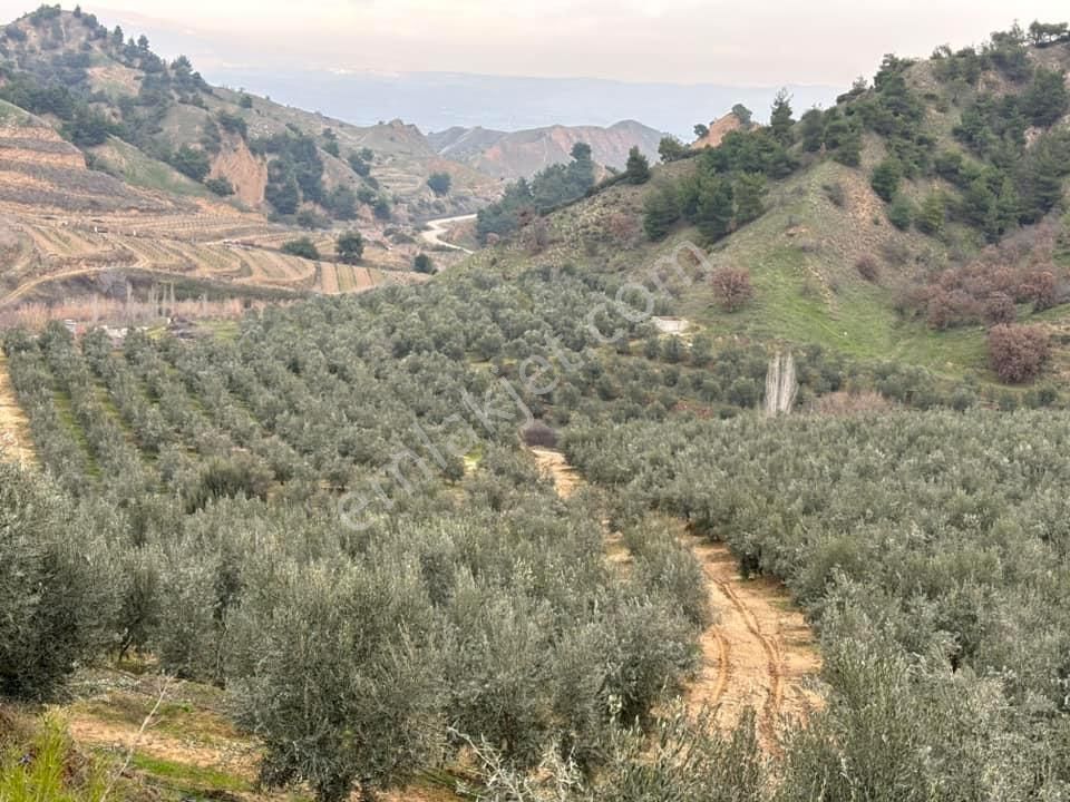 Salihli Köseali Satılık Zeytinlik Tc Emlaktan Satılık Kupon Zeytinlik !!