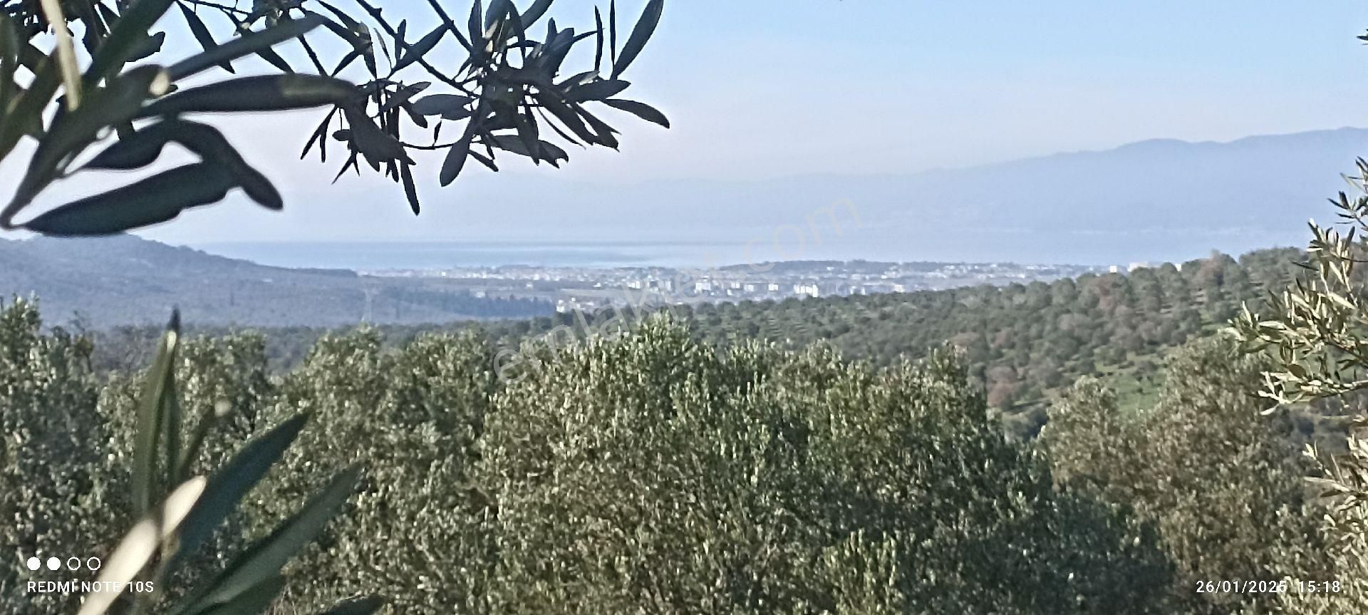 Burhaniye Bahadınlı Satılık Zeytinlik Acil Yatirımlik Denizi Gören Kaz Dağları Manzaralı Satılık Zeytinlik