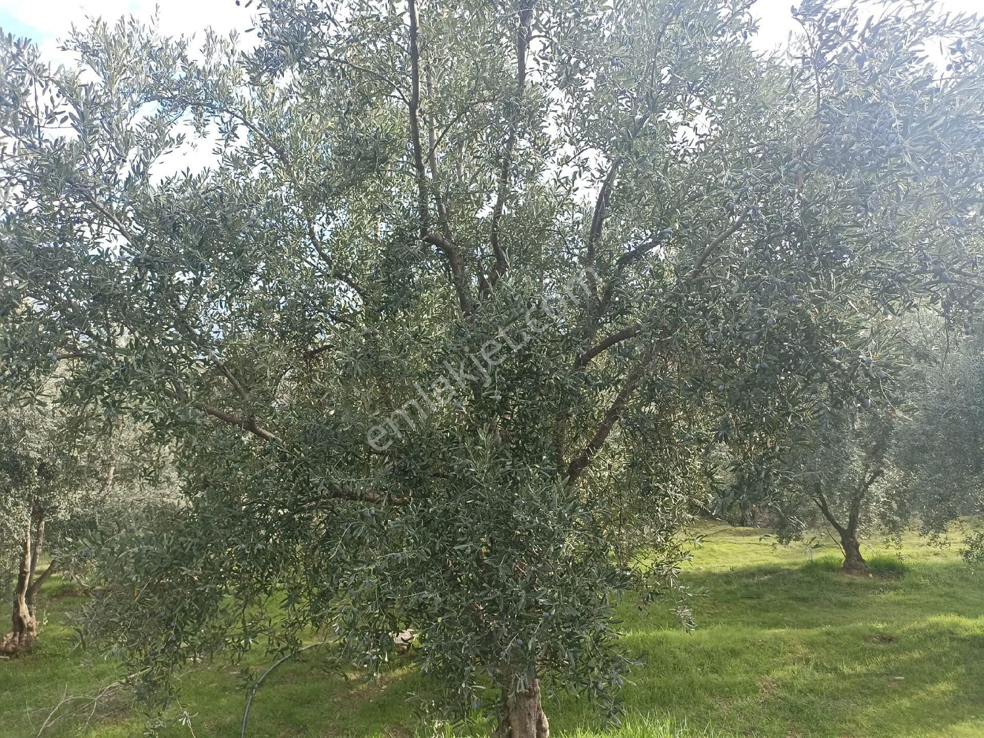 Karacasu Esençay Satılık Tarla Emlak Dünyası Karacasu Şubesi