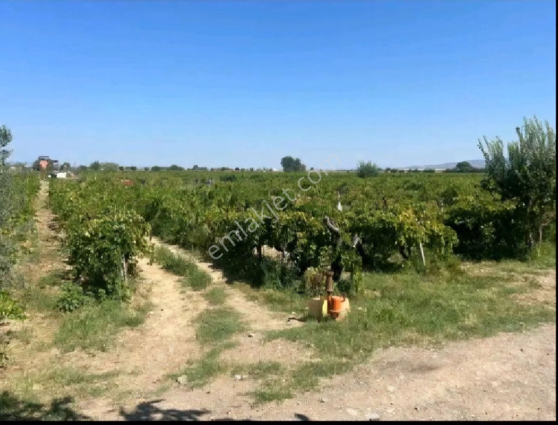 Şehzadeler Yeniharmandalı Satılık Tarla Manisa Şehzadeler Yeni Harmandalı Da Satılık Bağ