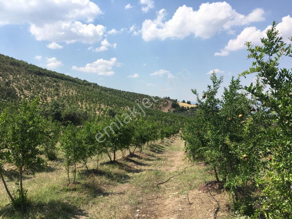 Alaşehir Soğanlı Satılık Bağ & Bahçe Manisa Alaşehir Soğanlı Sat Cevizlik