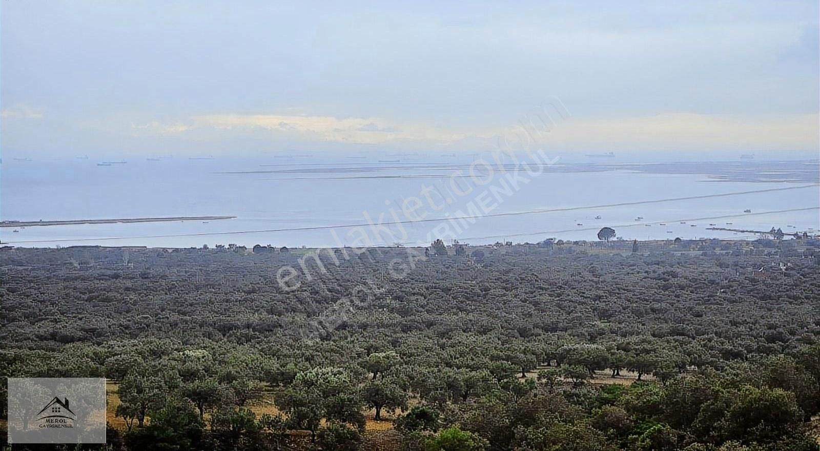 Bergama Zeytindağ Satılık Zeytinlik Bergama Zeytindağ'da Deniz Manzaralı Zeytinlik