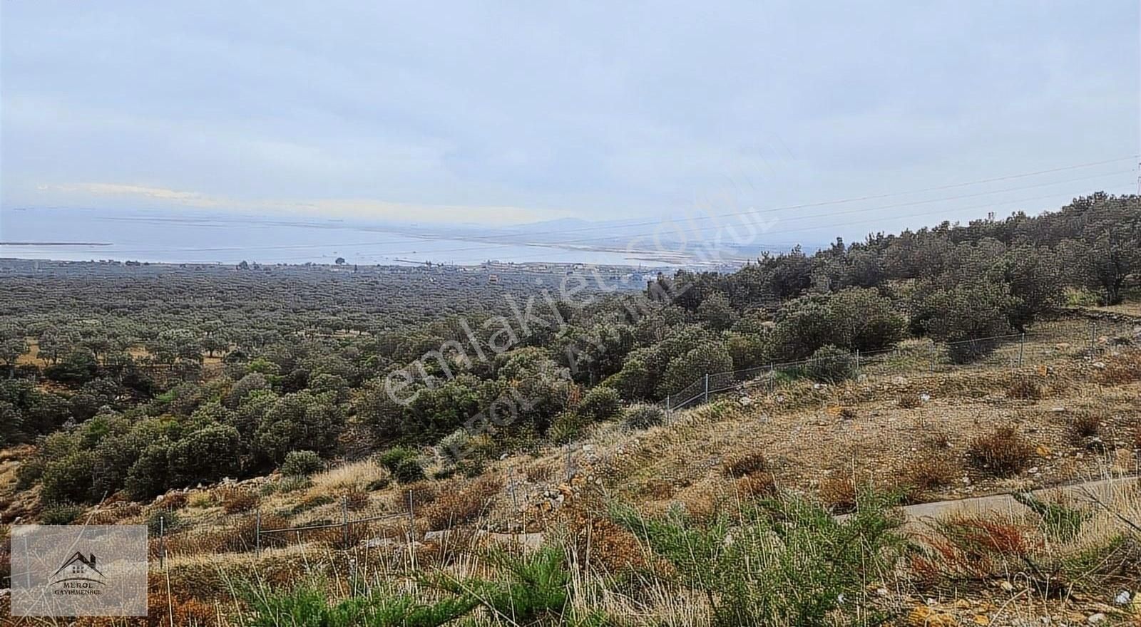 Bergama Zeytindağ'da Deniz Manzaralı Zeytinlik - Görsel 14