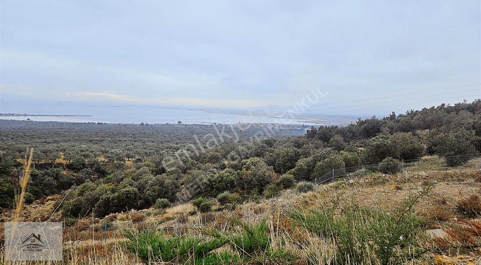 Bergama Zeytindağ'da Deniz Manzaralı Zeytinlik - Görsel 21