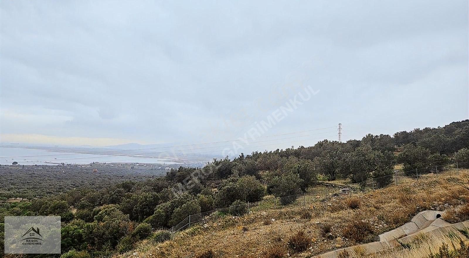 Bergama Zeytindağ'da Deniz Manzaralı Zeytinlik - Görsel 2