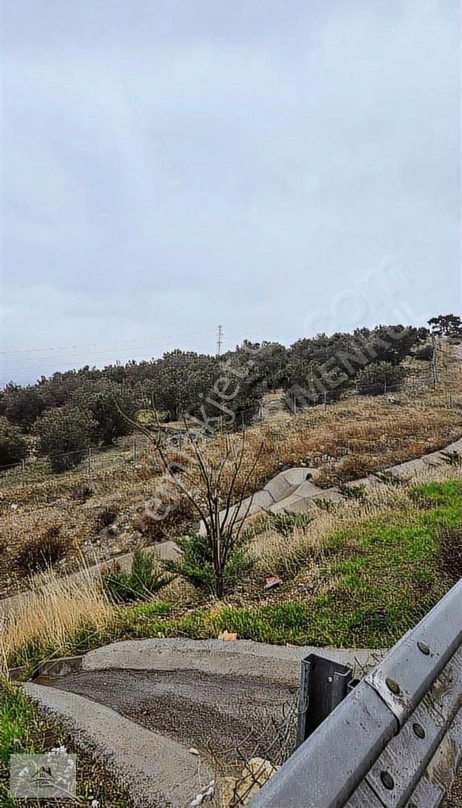 Bergama Zeytindağ'da Deniz Manzaralı Zeytinlik - Görsel 13