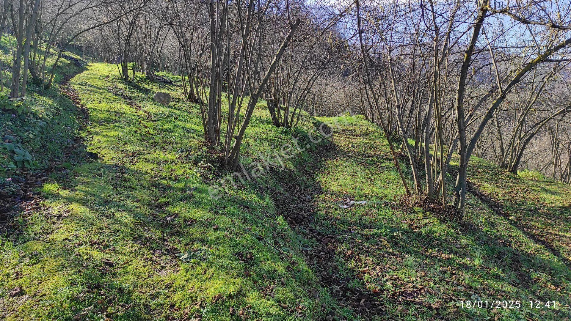 Akçakoca Yeşilköy Köyü Satılık Konut İmarlı Acil Satılık Arsa - Köy İçi - Deniz Manzaralı - Yola Cepheli - Parsellemeye Müsait