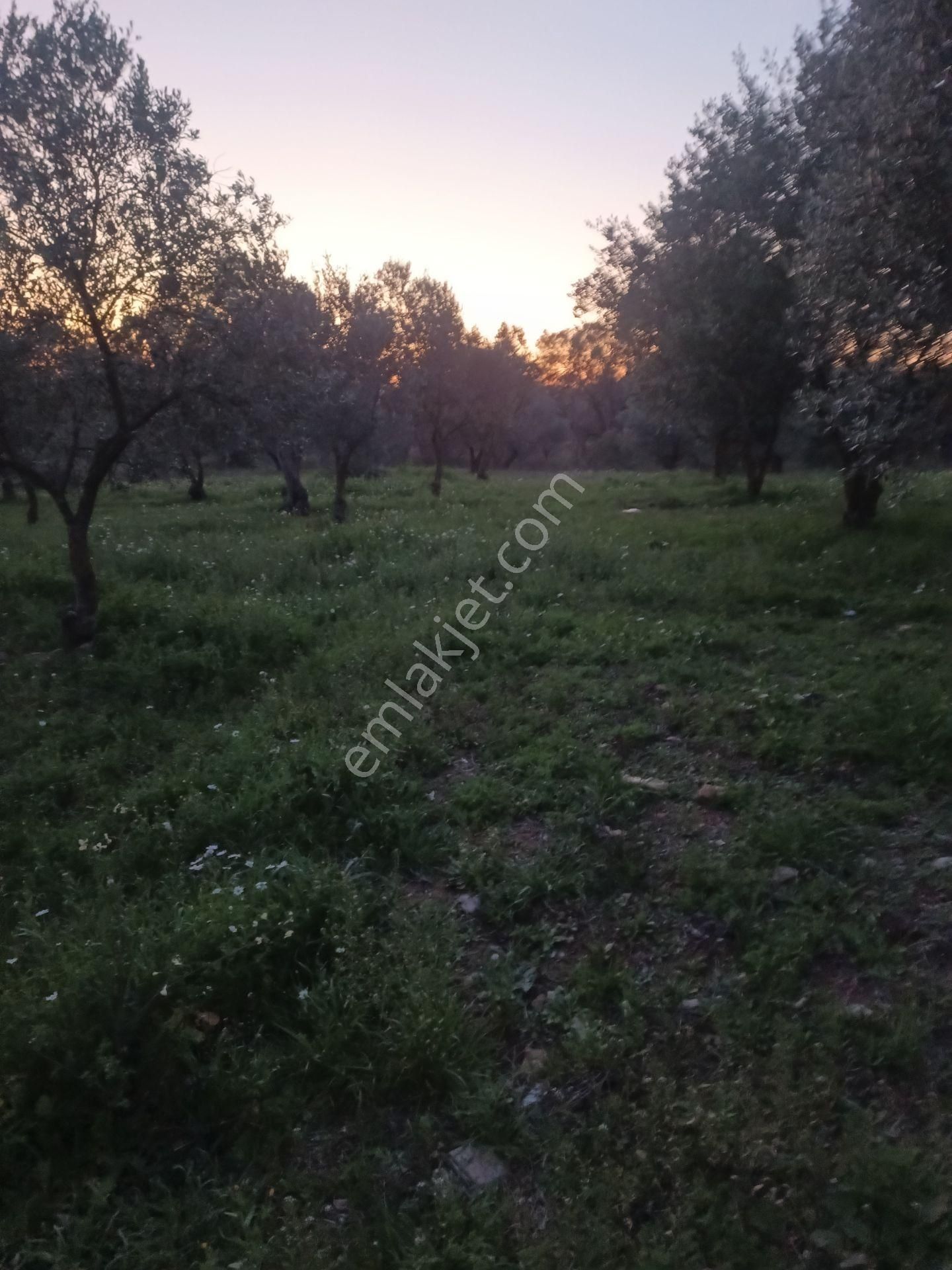 İzmir Torbalı Gold Emlaktan Satılık Zeytin Bahçesi - Görsel 3