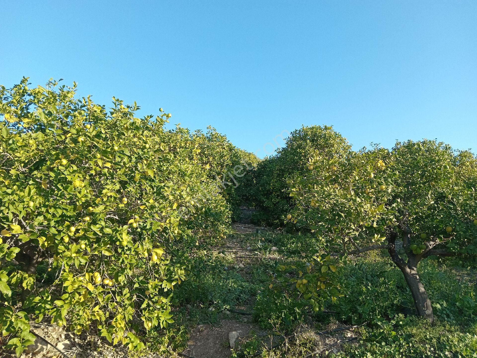 Erdemli Çiftepınar Satılık Tarla Mersin Erdemli Çiftepınar'da Satılık Bakımlı 3962 M.kare Limon Bahçesi -tarla