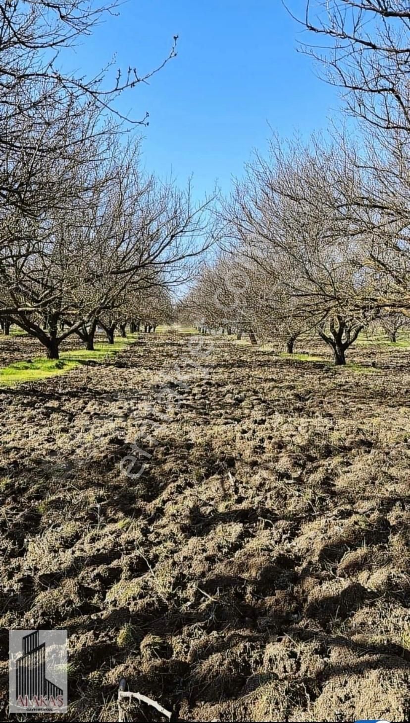 Kale Kıyıcak Satılık Bağ & Bahçe Kale Kıyıcak Hudutları İçerisinde Kalan Toplam 10216 Metre Kaysi Bahçesi