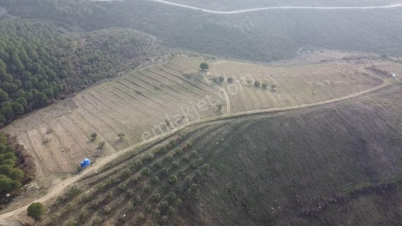 Salihli Kurttutan Satılık Tarla Salihli Kurttutan Mahallesi'nde 68 Dönüm Satılık Cevizlik