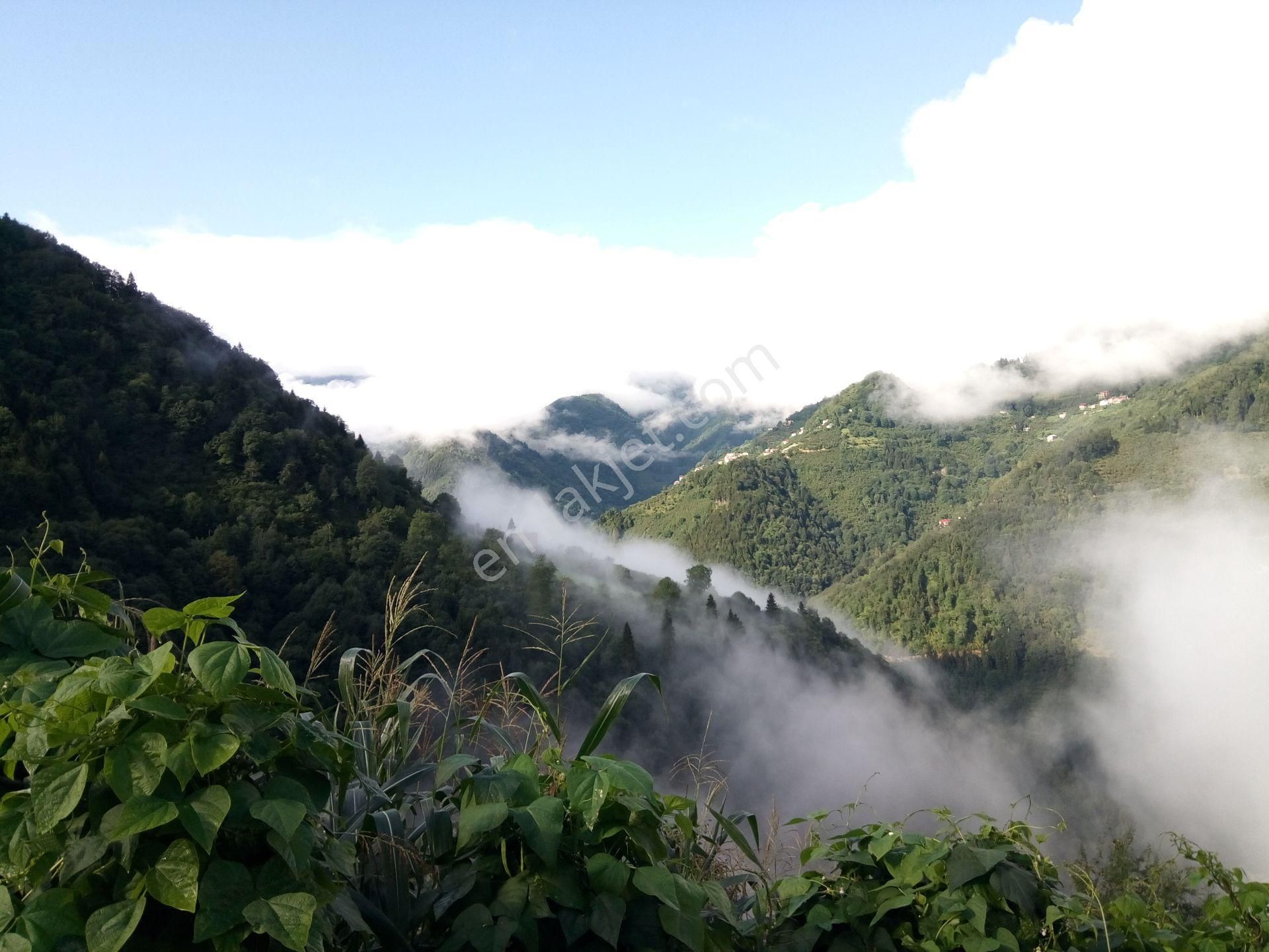 Trabzon Yomra Satılık Bağ & Bahçe Trabzon Yomra'da Satılık 872m2 Arsa ( Fındık Bahçesi )