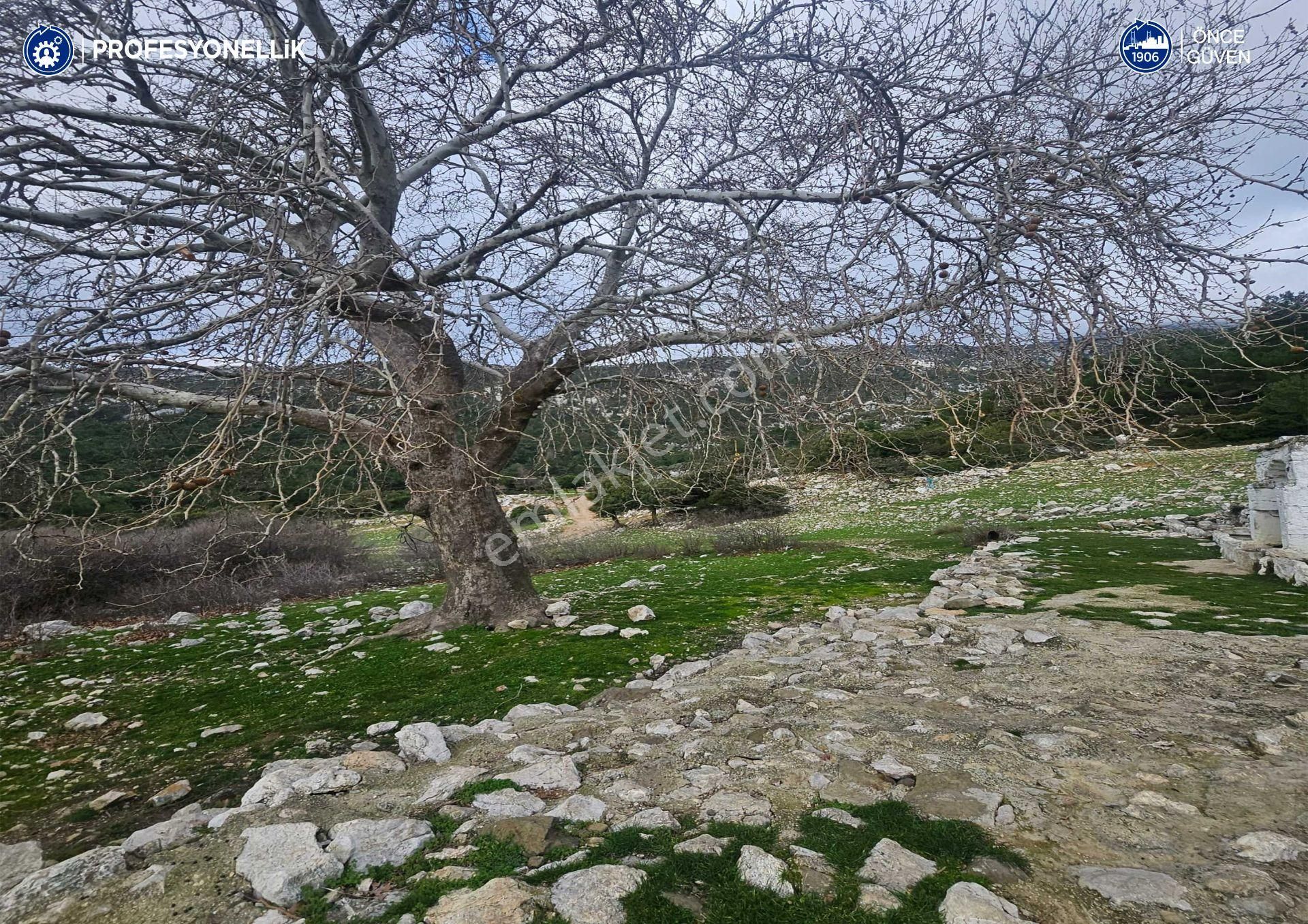 İzmir Karaburun Eğlenhoca Mahallesi'nde 5570 M2 Tarla - Görsel 18