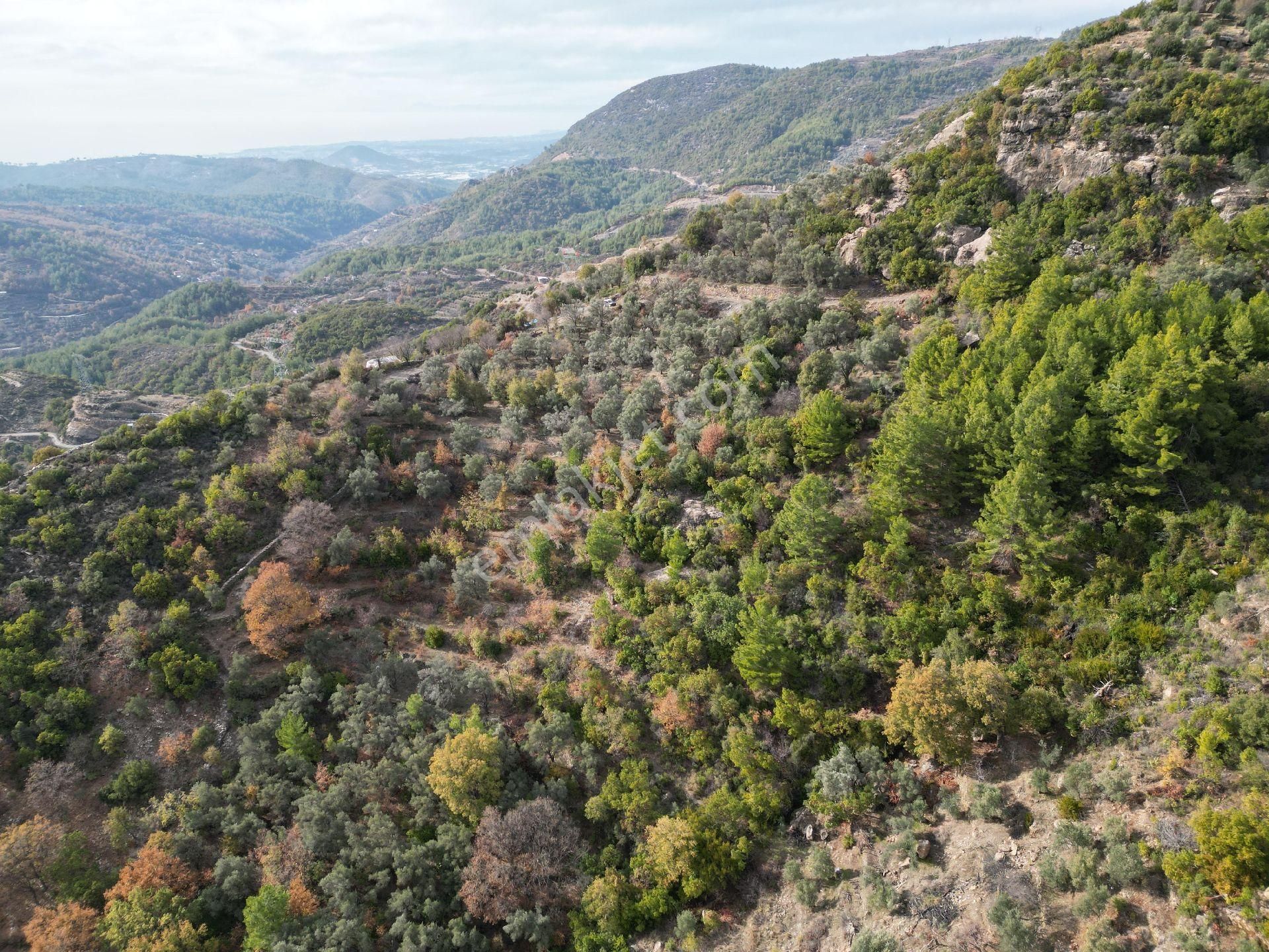 Alanya Mahmutseydi Satılık Tarla Alanya Mahmutseydi Mahallesinde Satılık Zeytin Bahçesi