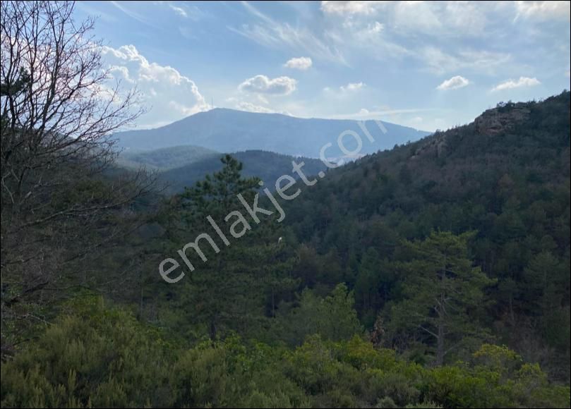 Çanakkale Merkez Kirazlı Köyü (Karaburunlar) Satılık Tarla S Batı' Dan Satılık.. Çanakkale Kirazlı Da Doğayla İçiçe Tarla...