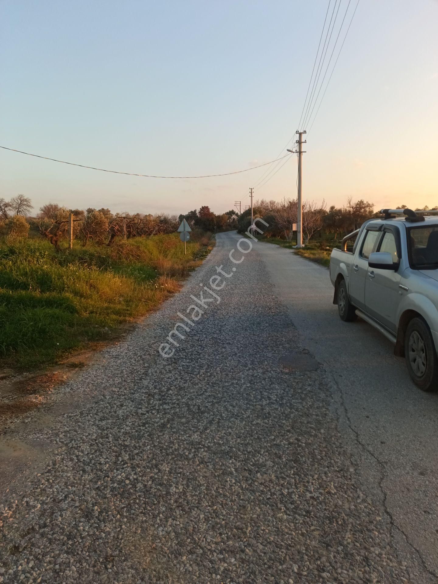 İzmir Torbalı Gold Emlaktan Satılık Zeytin Bahçesi - Görsel 2