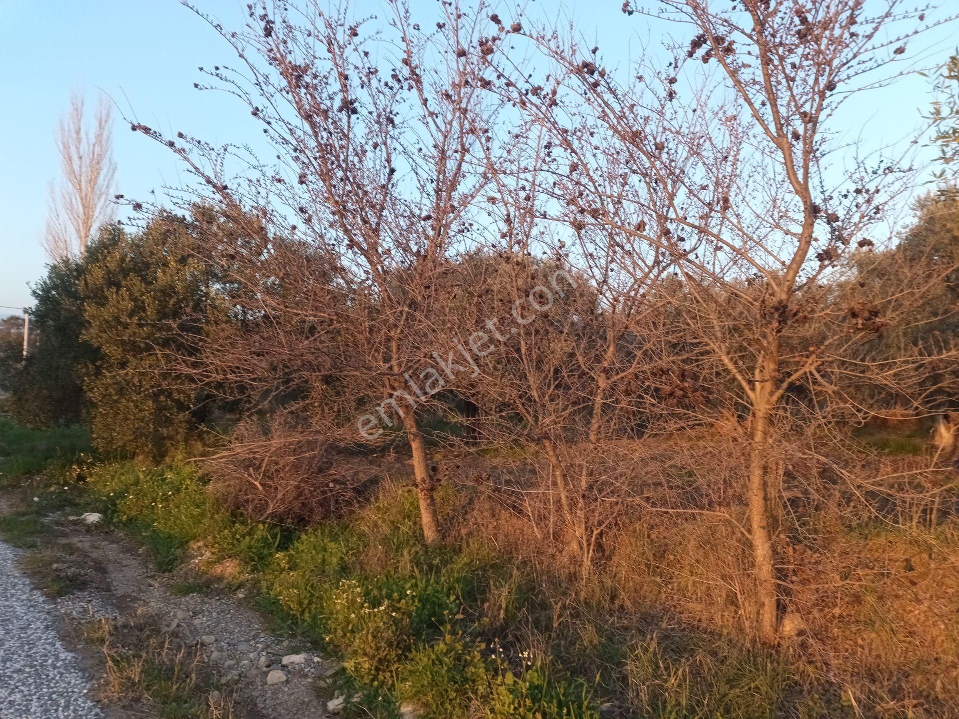 İzmir Torbalı Gold Emlaktan Satılık Zeytin Bahçesi - Görsel 4