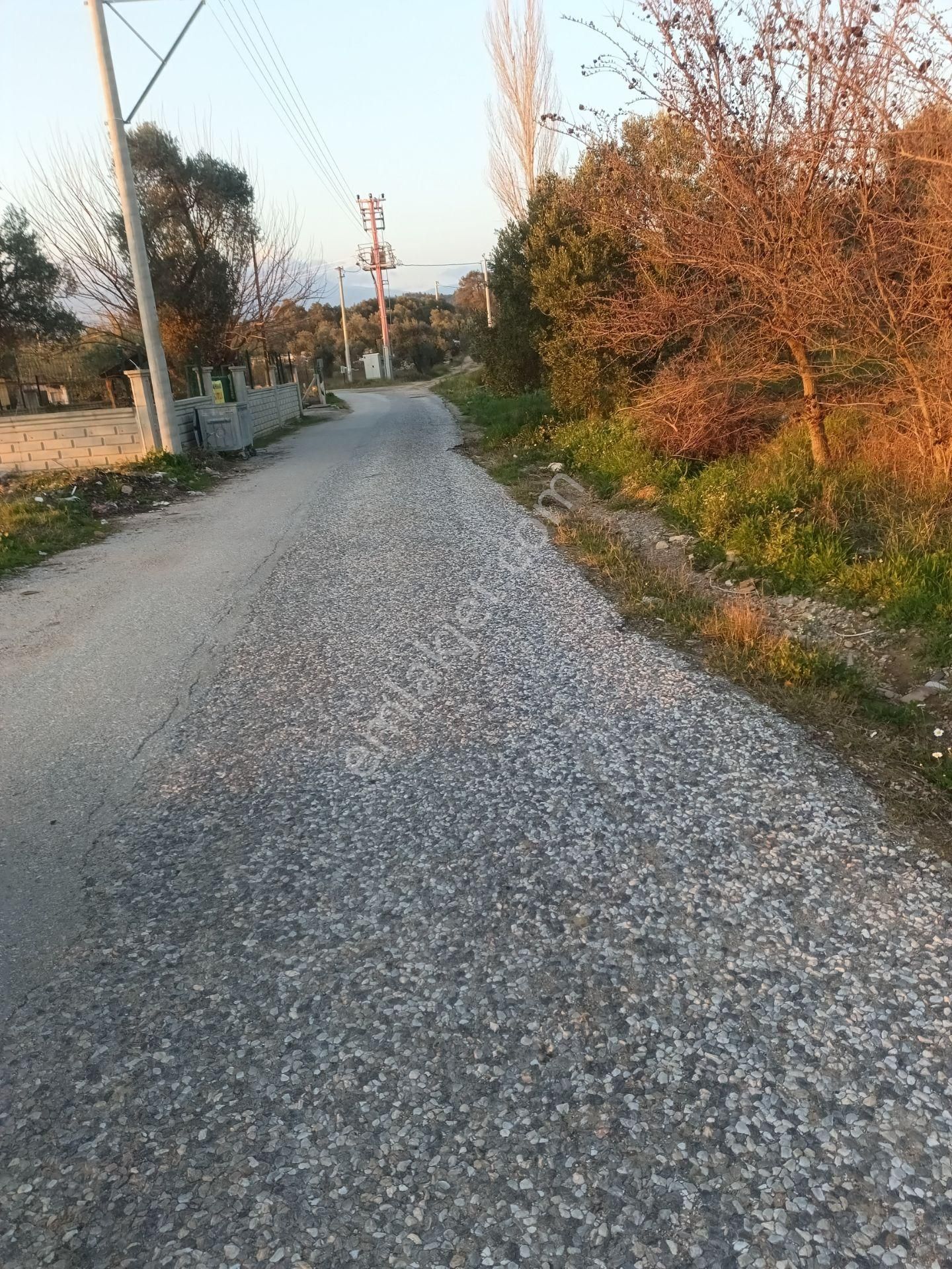 İzmir Torbalı Satılık Bağ & Bahçe İzmir Torbalı Gold Emlaktan Satılık Zeytin Bahçesi