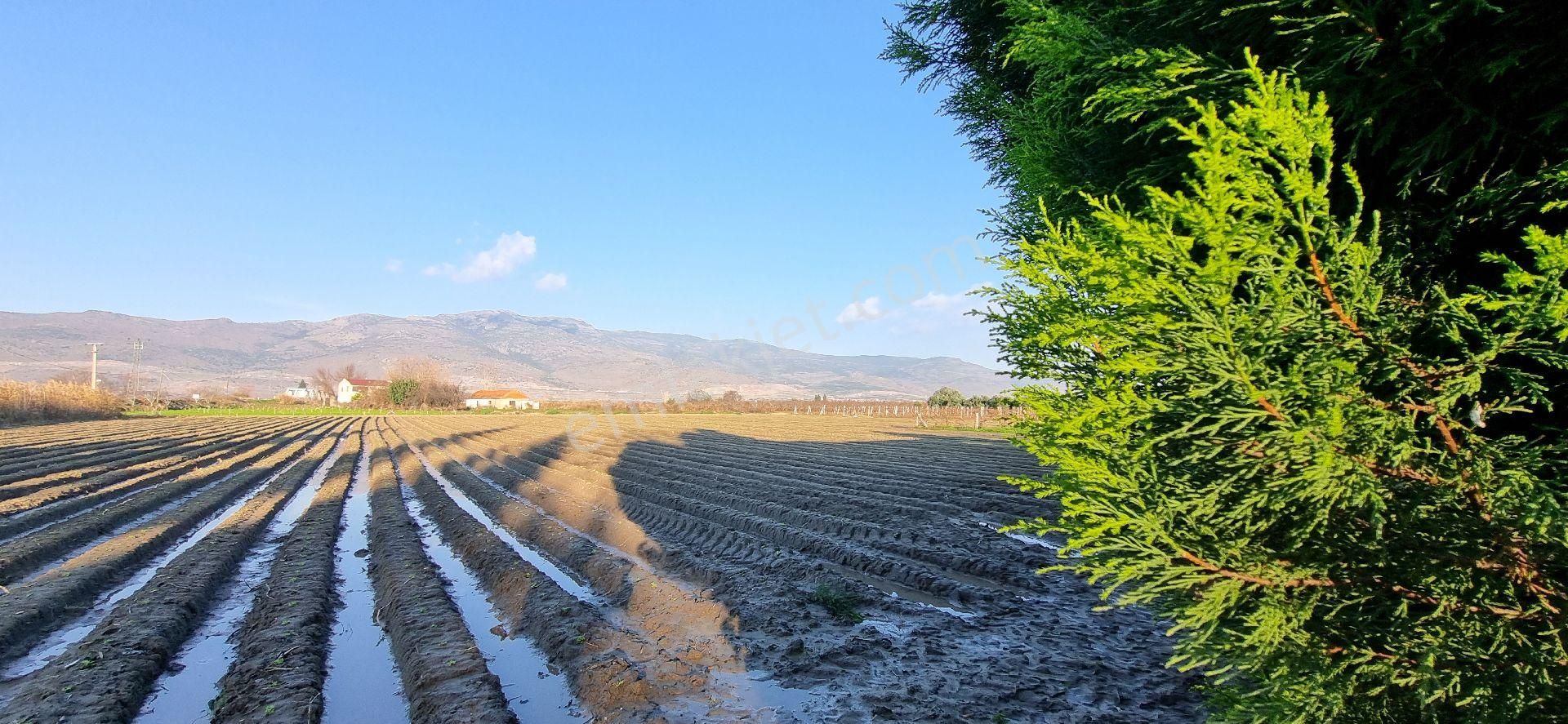 İzmir Menemen Satılık Bağ & Bahçe İzmir Menemen Çavuş Köyde Satılık 5460 M2 Bağ